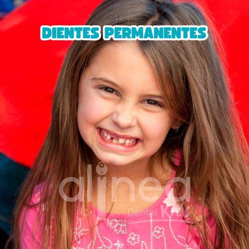 Dientes Permanentes